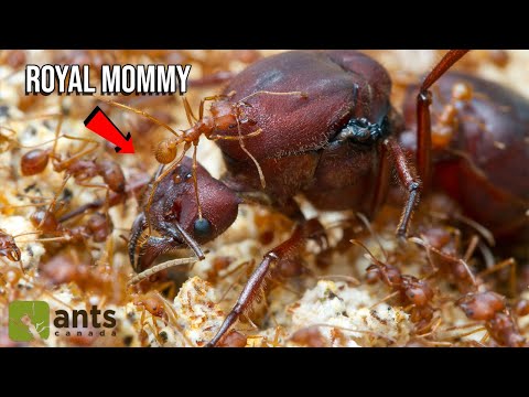 What the Queens of Different Ant Species Look Like