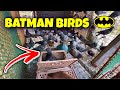 SUMOBRANG DAMI KO NG KALAPATI ,YUNG IBA AKIN MG IPAPAMAHAGI #kalapati  #pigeon