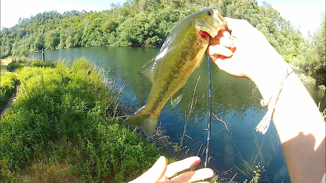 Post spawn largemouth bass fishing YouTube