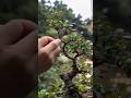 Bonsai Kersen: Dari Debu Jadi Elegan | Keindahan Sederhana #bonsai #shortstory #bonsaiindonesia
