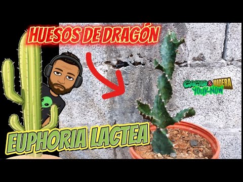 Video: Cuidado de las plantas de hueso de dragón: consejos para cultivar Euphorbia de hueso de dragón