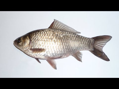 საწირეში თევზაობა | Sawireshi tevzaoba