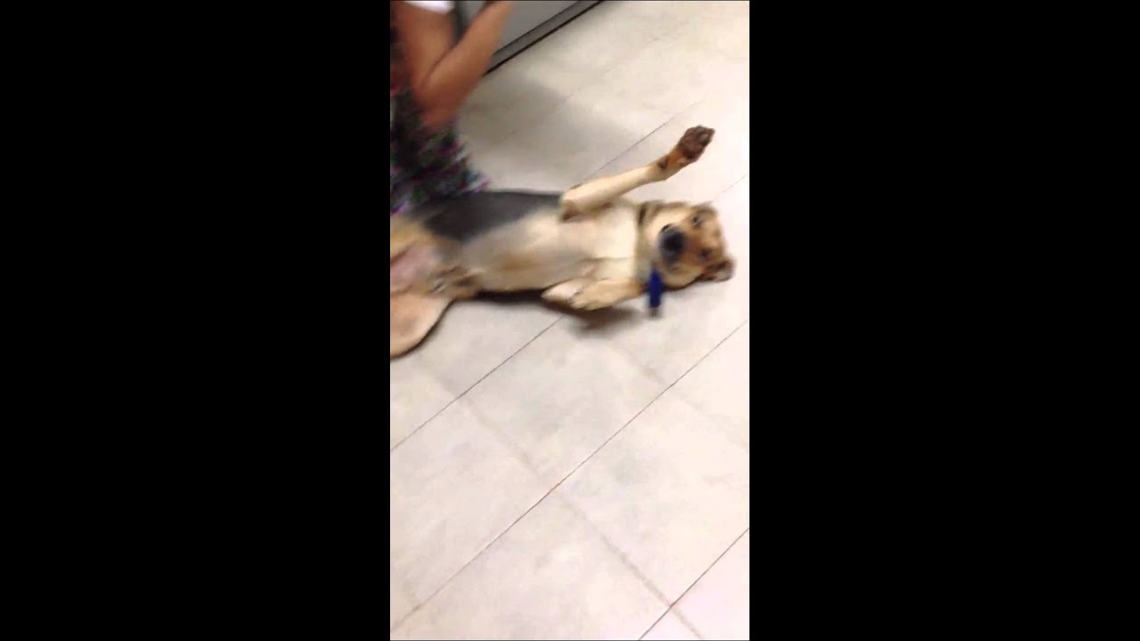 Babies Getting Scared Of Dog Video Babies Getting Scared Of Dog Video