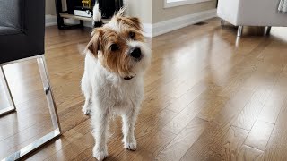 Henry the Jack Russell Terrier Dog Gets a New Toy!