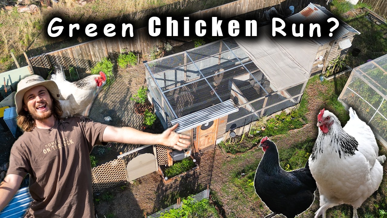 Уничтожат ли мои куры эти растения? | Проект «Зеленый курятник»