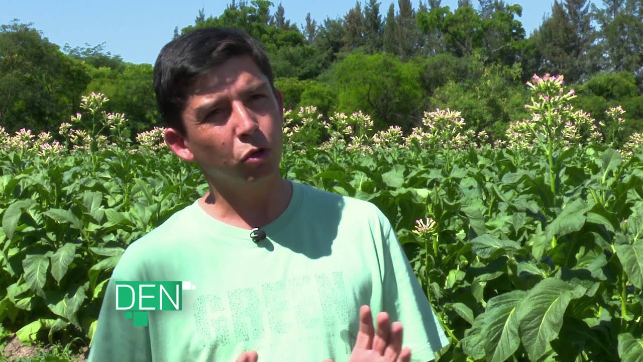 Productor tabacalero Nelson Bartoletti explica el proceso de labranza y cultivo de tabaco