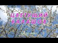 Цветущий Балашов