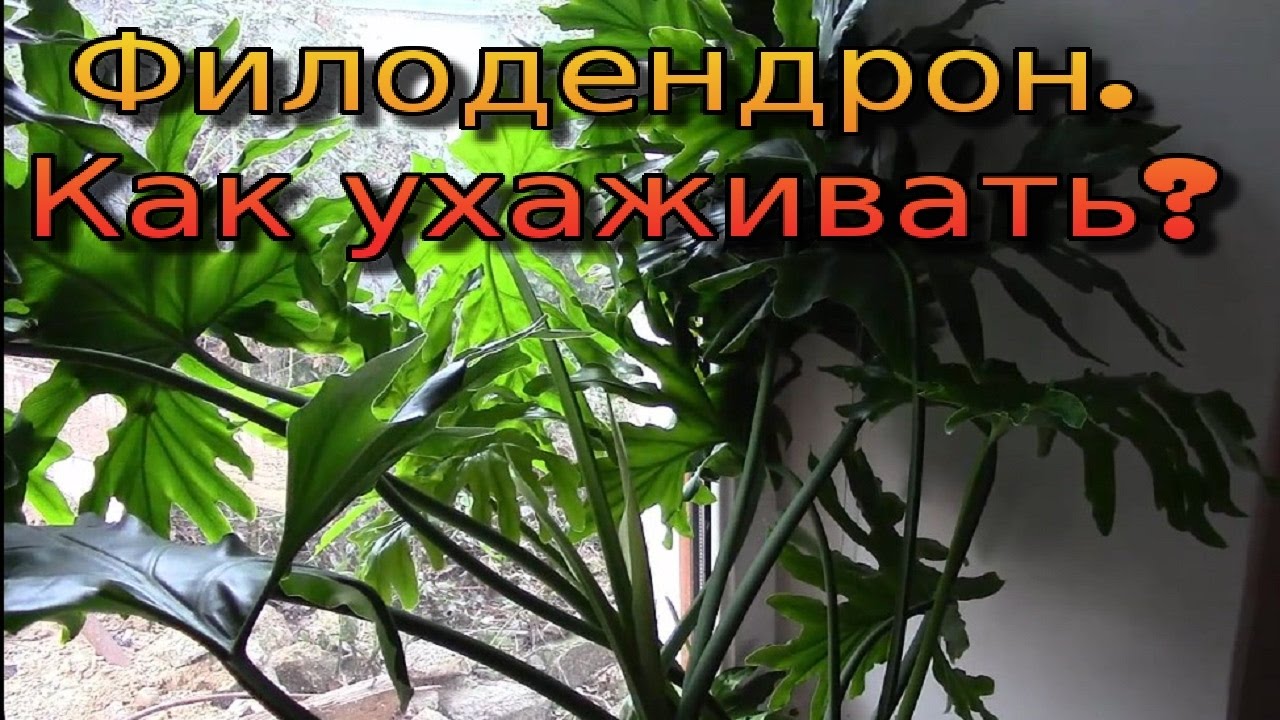 Филодендрон Селло. Мой красавчик! Как ухаживать!?