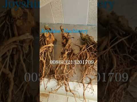 KAVA processing machine