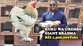 UFUGAJI WA KUKU WA UREMBO AINA YA BRAHMA |KUKU BRAHMA KUKU MKUBWA DUNIANI|