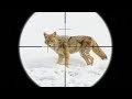 EPIC Coyote Hunting in the SNOW!!! (SCOPE CAM)