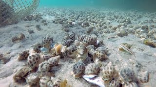 AREOLATA SEA SNAIL Catch and Cook - Vietnam Street Food - Vietnam Seafood