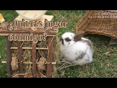 Video: Cómo entretener y jugar con un conejo mascota