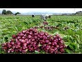 Asian Radish Harvesting Modern Machine - Radish Processing Japan Agriculture Farm