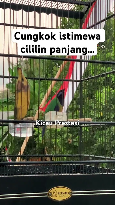 Cucak cungkok gacor isian cililin panjang