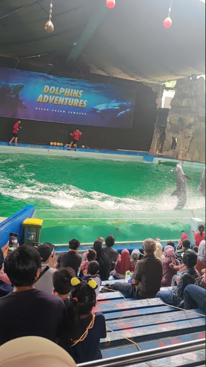 pertunjukan lumba lumba di  Gelanggang samudra Ancol