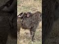 NajДЌistija Ljubav Pogledajte Kako Beba MajmunДЌe Ne IspuЕЎta Svoju Mamu Ljubav Bez ReДЌi вќ пёЏ Love NajДЌistija Ljubav Pogledajte Kako Beba MajmunДЌe Ne IspuЕЎta Svoju Mamu Ljubav Bez ReДЌi вќ пёЏ Love