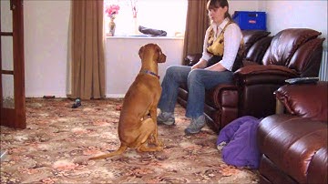 How to Teach: Sit Using A Clicker