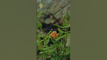تلاوة جميلة كاملة  القارئ فارس عباد لسورة قريش