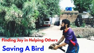 How I Rescued a Trapped Bird: A Heartwarming Tale of Skill and Compassion