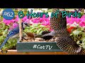 Spring Birds TV for Cats 😻8 Hours of Birds 🐦Singing and Feeding Uninterrupted CatTV