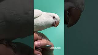 A young Quaker parrot presents with an unusually overgrown beak #beaktrim #petbirds #quakerparrot