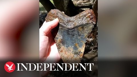 Huge ancient shark tooth pulled from river bed in South Carolina