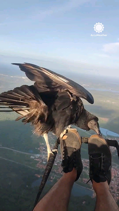 Unbelievable: Vulture Lands on Paraglider Over Brazil