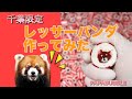 【千葉そごう店】レッサーパンダのキャンディ🍭