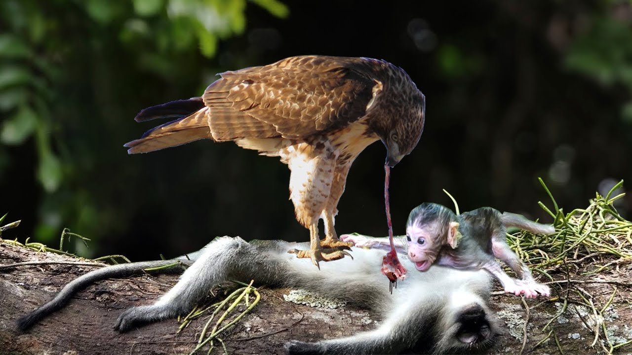 The Brutal Hawk Rips Wild Animals| Summary Of Hawk's Most Terrifying Attacks With Wild Animals
