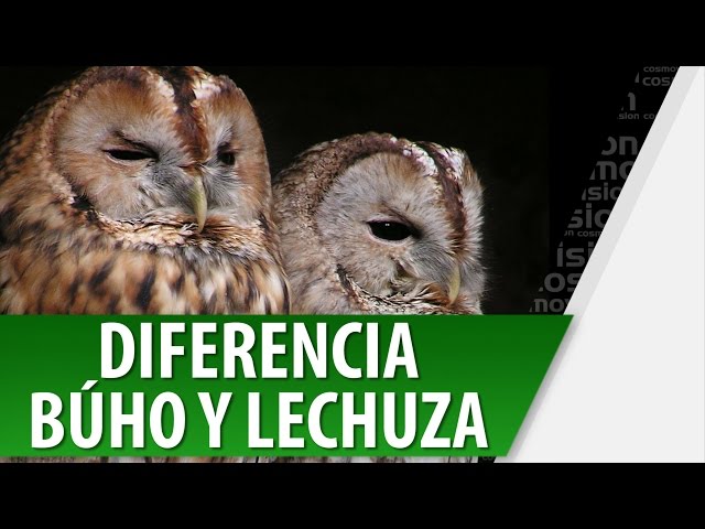 Significado Del Búho Buhopedia Tatuajes De Búho Y Lechuzas Con Su Significado