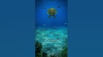 قران كريم بصوت الشيخ ياسر الدوسري | اكتب شئ تؤجر عليه #اكسبلور #دويتو #راحة_نفسية