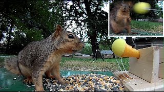 Toy shooter vs Squirrel - Who is quicker? You decide