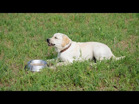 Video: Làm thế nào để kiểm tra tính khí của một con chó con