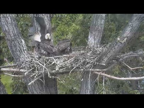 bald eagles in wisconsin Surrey Reserve - Quick Fish Delivery for Eaglets