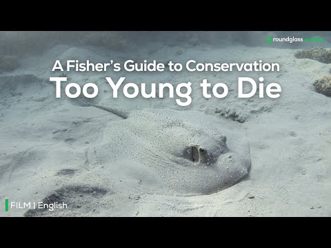 A Fisher's Guide to Conservation: Too Young to Die | Protecting Fish Nurseries |@RoundglassSustain