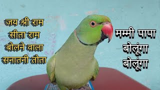 Parrot talking jai shree ram🚩सीता राम बोलने सनातनी तोता😱only parrot video🦜green parrot voice mitthu🥰