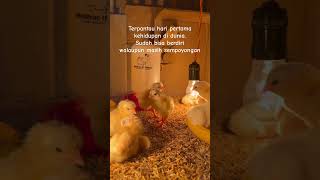 Pitik cilik ayam elba #farming #bersyukur #slowliving #chicken #docayam #anakayamlucu