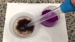 How To Pp Dip Live Blackworms Before Feeding Discus