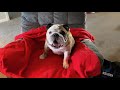 Reuben the Bulldog: Some Friendly Advice