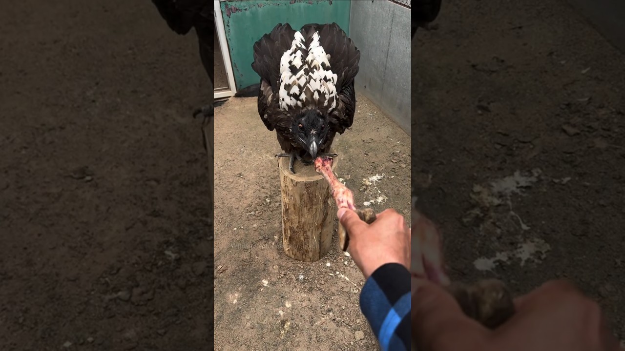 Why Do Vultures Always Eat Carrion.? 