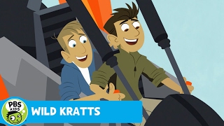 WILD KRATTS | On the Road | PBS KIDS