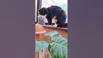 Stretch and meow for now! 🐈‍⬛😻 🐾from live stream 18th April 2025 - Mr. Darcy,  tuxedo cat #Shorts