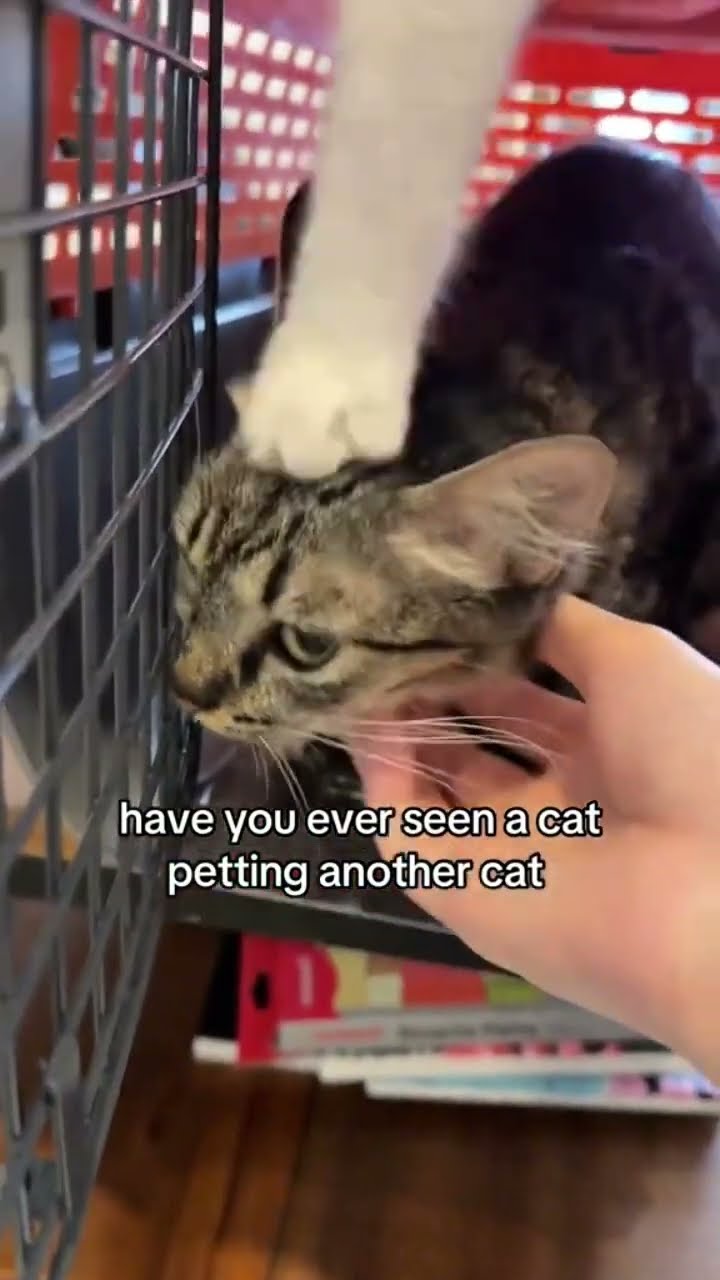 Kittyo petting another Kittyo listening to that prvnci