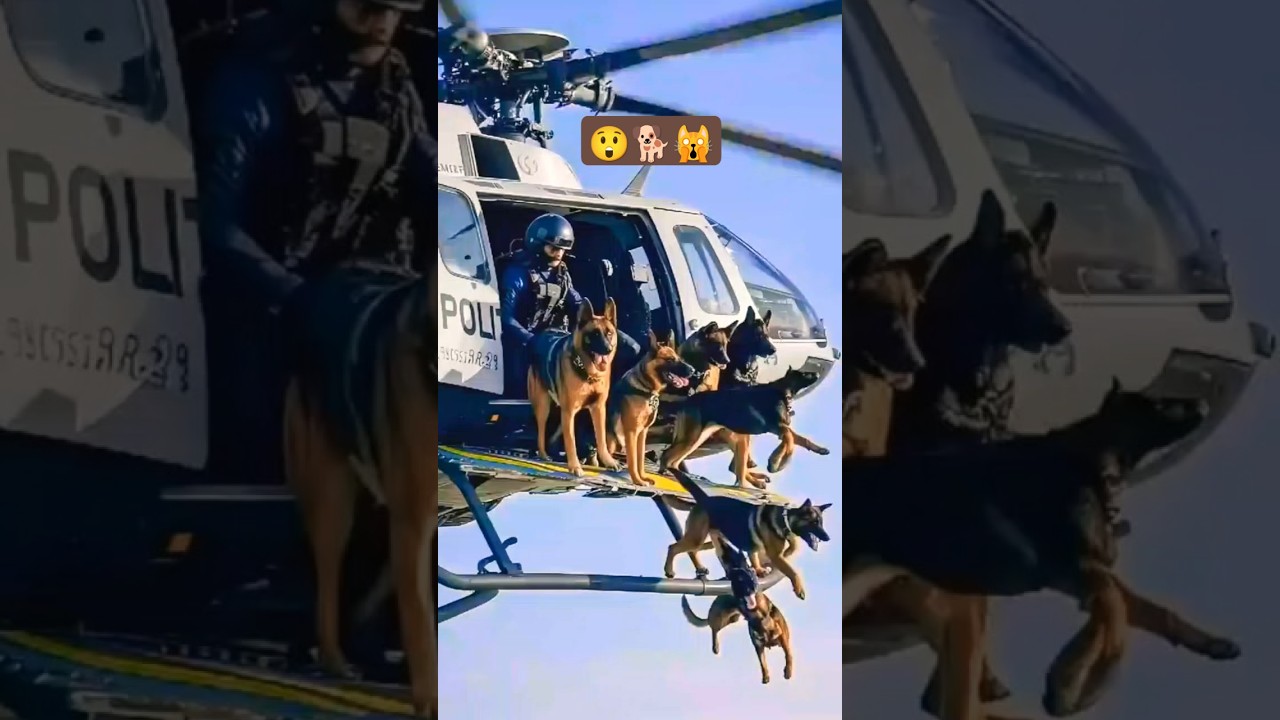 security dog jump down from helicopter into land