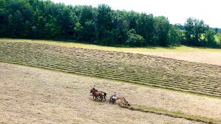 DRAFT HORSES Raking Hay Field // Farming With Horses