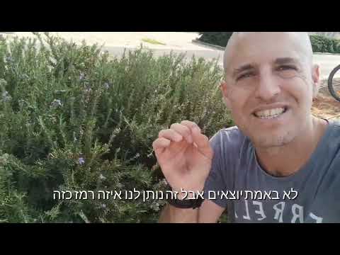 וִידֵאוֹ: רוזמרין בבית: טיפוח וטיפול. איך לגדל רוזמרין בבית?