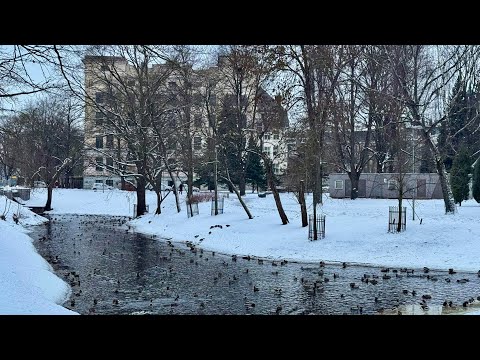 Winter Vibes ❄️ Cats 🐈 Ducks 🦆 Snow ❄️ Amazing World 🌎❤️