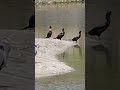 Double-crested cormorant form a straight line to impress great blue heron. #shorts