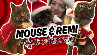 CHRISTMAS with CATS